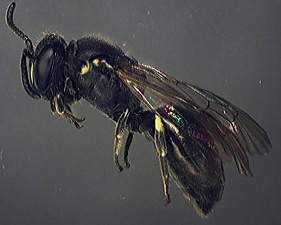 Hylaeus 1